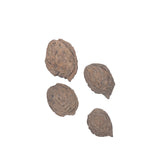 Apricot Seeds pack of 5